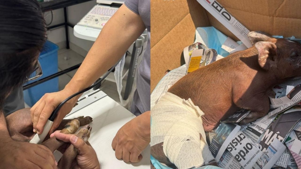 SSC rescata a cerdito en mal estado en alcaldía Benito Juárez