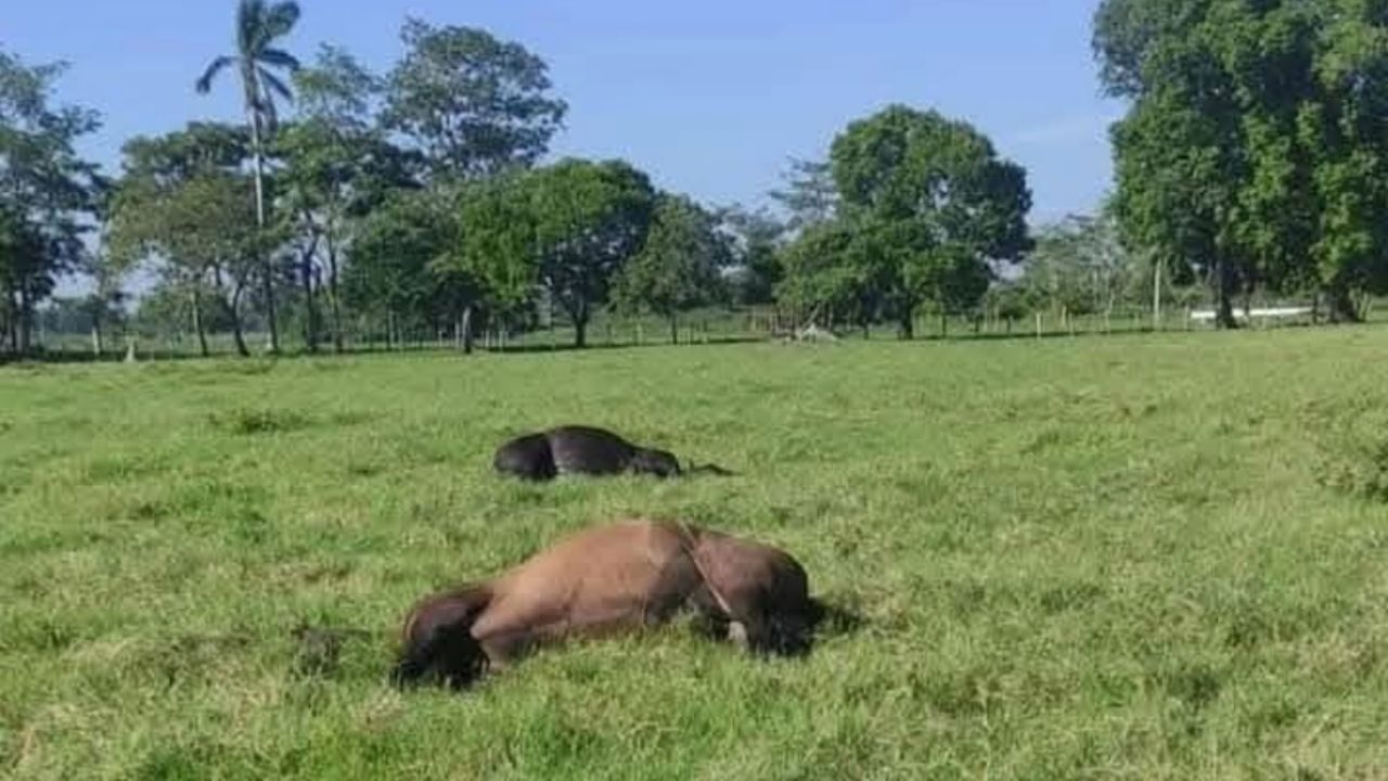 Alarma mortandad de ganado en Huimanguillo, apuntan a intoxicación masiva