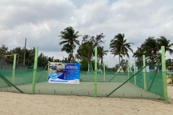 Iniciará temporada de arribo de Tortuga Marina a Tuxpan