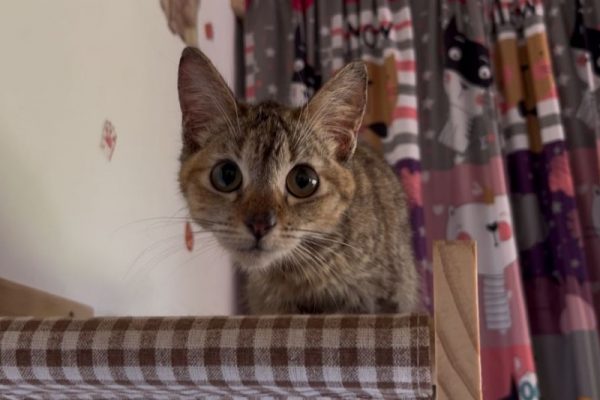 No suspenderán adopción de mascotas en Semana Santa